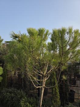 Preview: Pinus pinea 230 cm Mittelmeer - Schirmpinie - genau diesen im Bild Nr.17