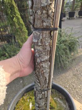 Preview: Pinus pinea 230 cm Mittelmeer - Schirmpinie - genau diesen im Bild Nr.17