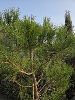 Preview: Pinus pinea 200 cm Mittelmeer - Schirmpinie - genau diesen im Bild Nr.18