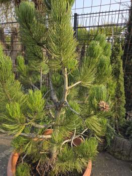 Preview: Pinus Pinea in NRW kaufen - www.plantaplaza.de