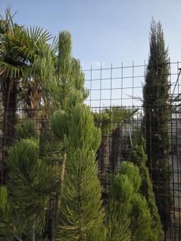Preview: Pinus heldreichii 200 cm - Schlangenhautkiefer / Bosnische Kiefer (Pinus heldreichii)
