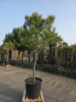 Pinus-Pinea-Nr-21
