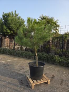 Pinus-Pinea-Nr-23