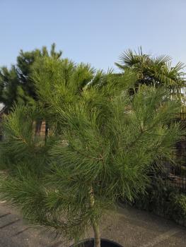 Preview: Pinus Pinea in NRW kaufen - www.plantaplaza.de