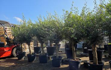 Olivenbaum Hojiblanca  200cm