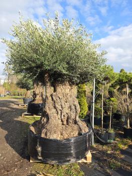 Olivenbaum-Hojiblanca--Nr-6