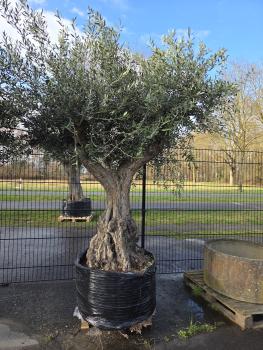 Olivenbaum-Hojiblanca--Nr-5