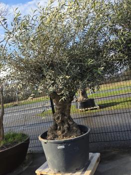 Olivenbaum-Hojiblanca--Nr-3