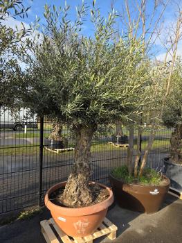 Olivenbaum Hojiblanca  200cm