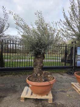 Olivenbaum-Hojiblanca--Nr-10