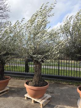 Olivenbaum-Hojiblanca--Nr-14