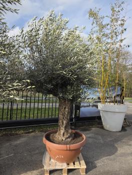 Olivenbaum-Hojiblanca--Nr-15