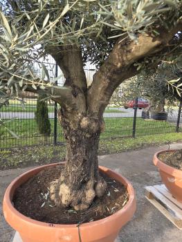 Preview: Olivenbaum Hojiblanca  240 cm -  (ca. 70 Jährig) mit schönem verzweigtem Stamm.