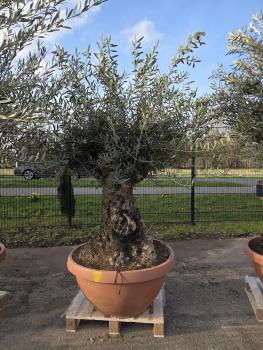 Olivenbaum-Hojiblanca--Nr-18