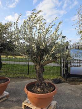 Olivenbaum-Hojiblanca--Nr-20
