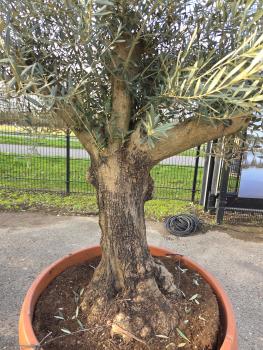 Preview: Olivenbaum Hojiblanca  220 cm -  (ca. 70 Jährig) mit schönem verzweigtem Stamm.