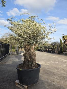 Olivenbaum-Hojiblanca--Nr-21