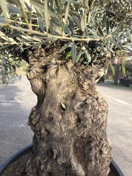 Preview: Olivenbaum Hojiblanca  250 cm -  (ca. 150 Jährig) mit sehr dickem knorrigem Stamm.