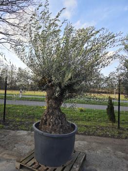 Olivenbaum-Hojiblanca--Nr-22