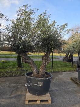 Olivenbaum-Hojiblanca--Nr-23