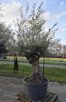 Olivenbaum-Hojiblanca--Nr-24
