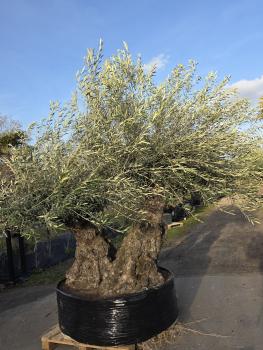 Preview: Olivenbaum Hojiblanca  280 cm -  (ca. 140 Jährig) mit doppelstamm.