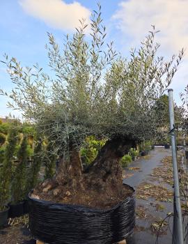 Olivenbaum-Hojiblanca--Nr-27