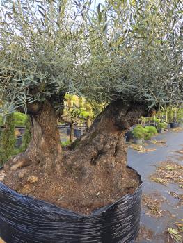 Preview: Olivenbaum Hojiblanca  260 cm -  (ca. 160 Jährig) mit doppelstamm.