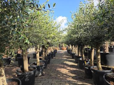 Olivenbaum 200 cm kaufen - www.plantaplaza.de
