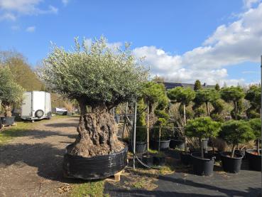 Olivenbaum-Hojiblanca--Nr-6