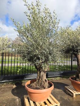 Olivenbaum-Hojiblanca--Nr-29