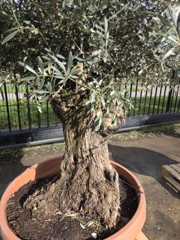 Preview: Olivenbaum Hojiblanca  230 cm -  (ca. 100 Jährig) mit altem Stamm.