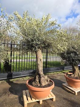 Olivenbaum-Hojiblanca--Nr-30