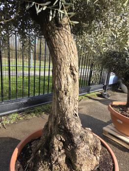 Preview: Olivenbaum Hojiblanca  240 cm -  (ca. 80 Jährig) mit altem Stamm.