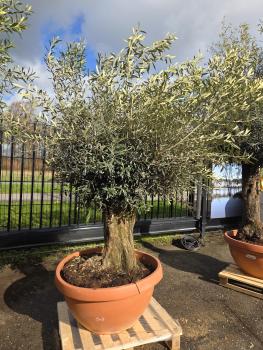 Olivenbaum-Hojiblanca--Nr-31