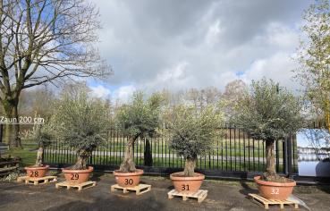 Preview: Olivenbaum Hojiblanca  240 cm -  (ca. 80 Jährig) mit altem Stamm.