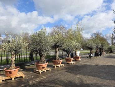 Preview: Olivenbaum Hojiblanca  230 cm -  (ca. 100 Jährig) mit altem Stamm.