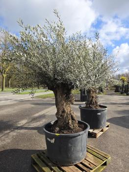 Olivenbaum-Hojiblanca--Nr-33