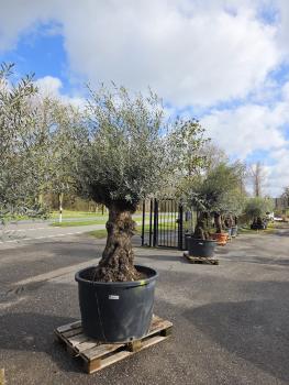 Olivenbaum-Hojiblanca--Nr-34