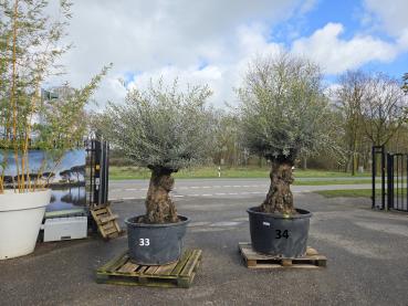 Preview: Olivenbaum Hojiblanca  280 cm -  (ca. 130 Jährig) mit sehr dickem knorrigem Stamm.