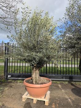 Olivenbaum-Hojiblanca--Nr-36