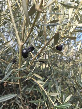 Preview: Olivenbaum Hojiblanca  240 cm -  (ca. 80 Jährig) mit schönem verzweigtem Stamm.