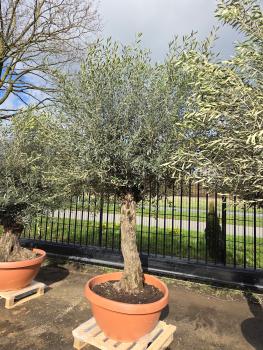 Olivenbaum-Hojiblanca--Nr-37