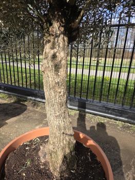 Preview: Olivenbaum Hojiblanca  260 cm -  (ca. 60 Jährig) mit altem Stamm.