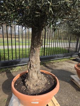 Preview: Olivenbaum Hojiblanca  260 cm -  (ca. 60 Jährig) mit schönem Stamm.