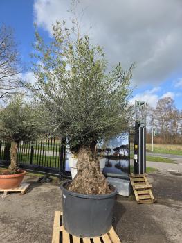 Olivenbaum-Hojiblanca--Nr-41