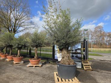 Preview: Olivenbaum Hojiblanca  280 cm -  (+150 Jährig) mit sehr dickem knorrigem Stamm.