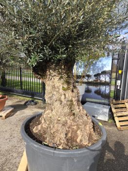 Preview: Olivenbaum Hojiblanca  280 cm -  (+150 Jährig) mit sehr dickem knorrigem Stamm.