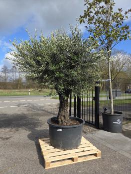 Olivenbaum-Hojiblanca--Nr-42