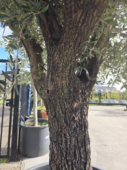 Preview: Olivenbaum Hojiblanca  250 cm -  (ca. 90 Jährig) mit schöne verzweigte Stämme.